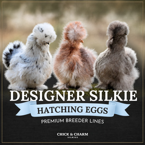 Fertile silkie hatching - 12,