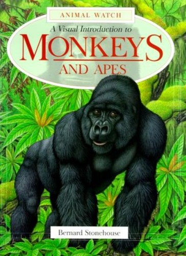 Monkeys and apes animal - monkeys,