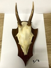 Genuine Taxidermy Deer Roe