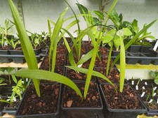 Phoenix rupicola - 9 cm pot cliff date palm seedling