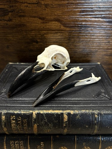 Genuine raven skull corvus - raven, (corvus