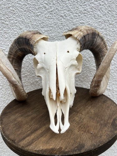 Huge rams skull - rams,