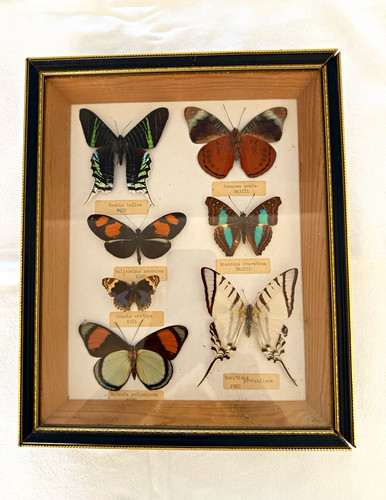 Framed mounted butterfly - mounted,