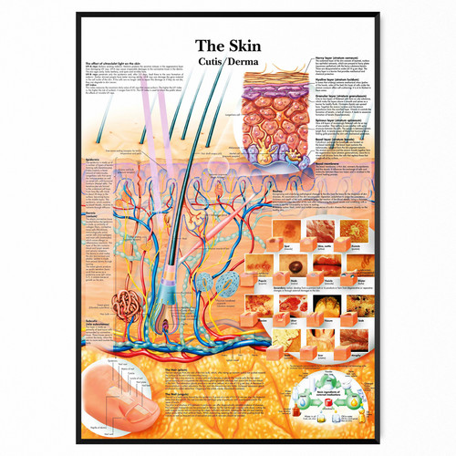 Medical poster the - -, human