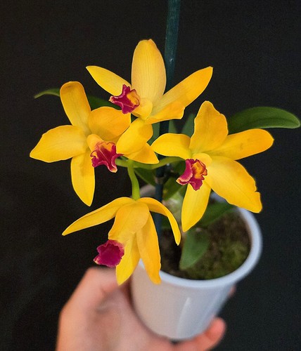 Mini cattleya yellow red lip - mini,