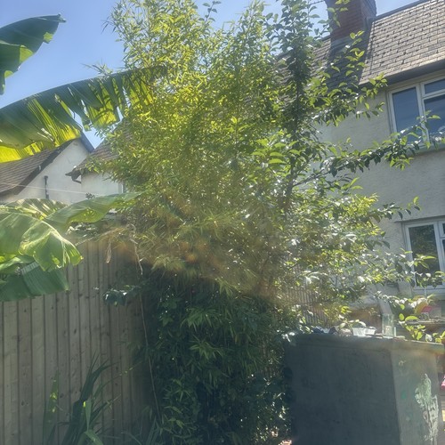Giant bamboo plant - bamboo,