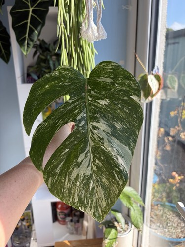 Monstera albo fresh - albo, snip