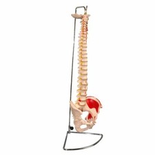 Lifesize Spine Model with