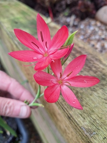 Red kaffir lily - kaffir,