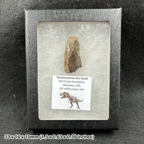 Tyrannosaurus rex tooth - tyrannosaurus,