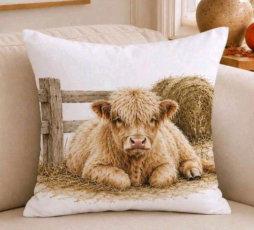 Beautiful highland cow - x,