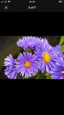 5x Michaelmas Daisy Bare Root