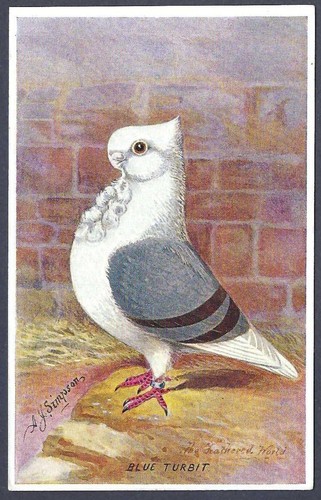 The blue turbit pigeon - the,