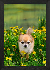 A Chihuahua dog Framed Wall
