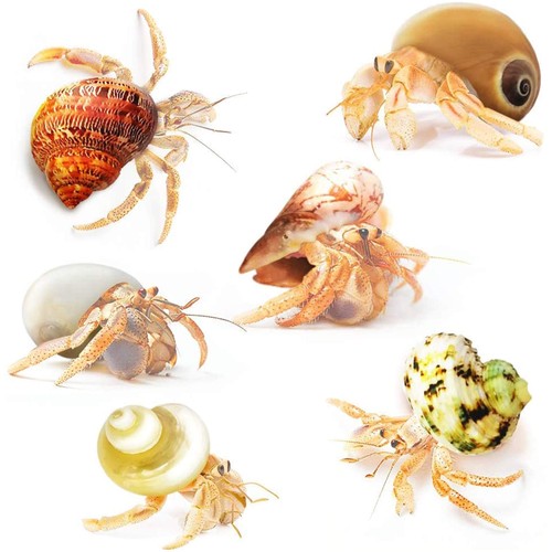 Hermit crab shells medium - crab, and