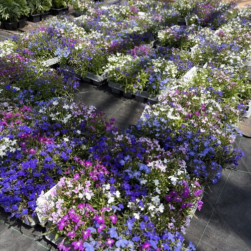 Lobelia string pearls - lobelia,
