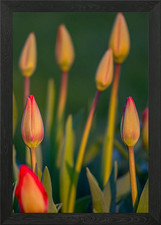 Tulips Framed Wall Art Poster