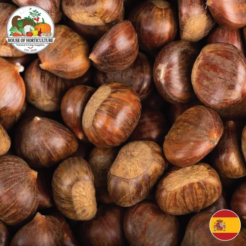Fresh spanish sweet chestnuts - sweet,