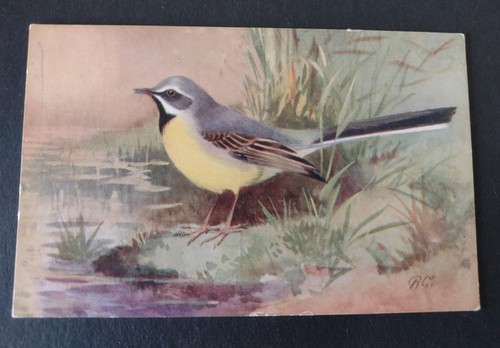 Bird postcard grey wagtail - postcard,,