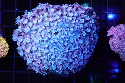 Blue and purple goniopora - and,