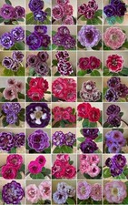 Seeds Gloxinia From Ukrainian