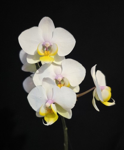 Compact phalaenopsis yellow - compact,