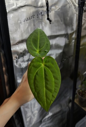 Anthurium forgetii - anthurium, x