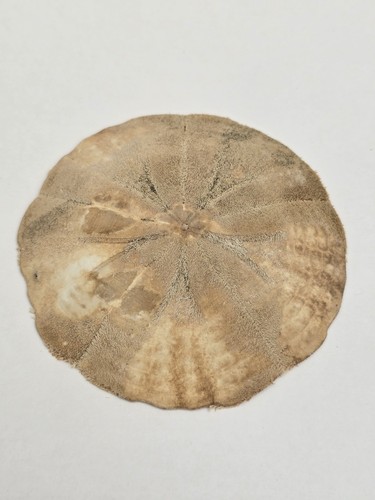 Modern sand dollar specimen - modern,