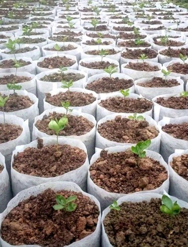 50pcs biodegradable plant grow - biodegradable,