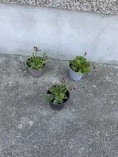 Geum Pink Petticoats 3 Plants