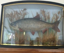 Antique Taxidermy Roach Fish – River Avon 1939 – Bow-Front Case by W. Phillips
