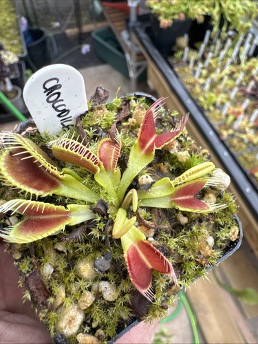 Dionaea muscipula venus fly - muscipula,