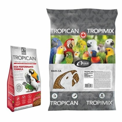 Hari tropican parrot high - hari,