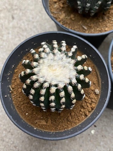 5cm discocactus horstii - discocactus,