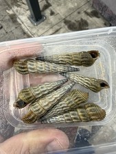 VERYRare Live Marwato Rabbit