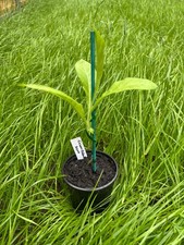 Habano 2000 Tobacco Plant