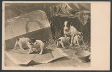 Dog UDB postcard Hildesheimer