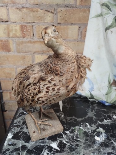 Taxidermy pheasant - taxidermy,