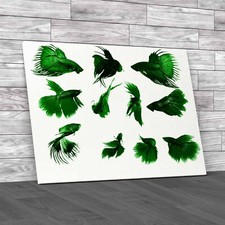 Siamese Fighting Fish Collage