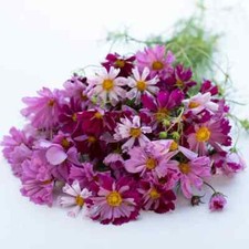 300 Seeds Cosmos Seashells Mixed, Grow Magical Dancing Flowers & Bees Love Them