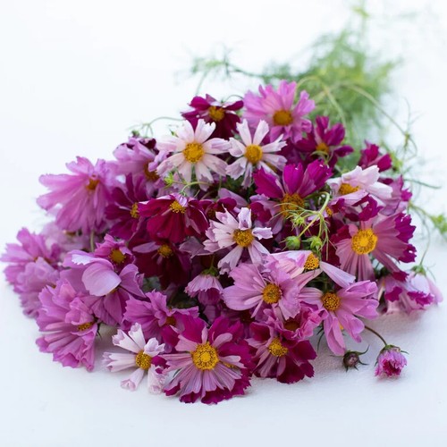 300 seeds cosmos - seeds,