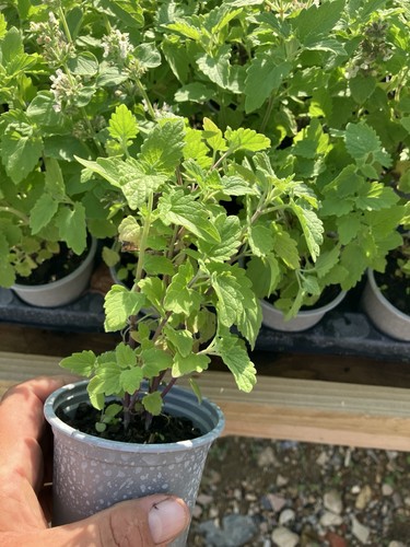 Herb catnip catmint plant x1 - -,