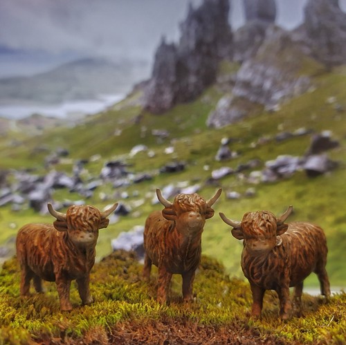 Highland cattle various - highland,