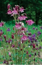 40 Seeds Aquilegia Vulgaris Mix colours , UK SELLER FAST DELIVERY