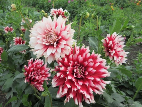 Dahlia red empire pot - red, 2l