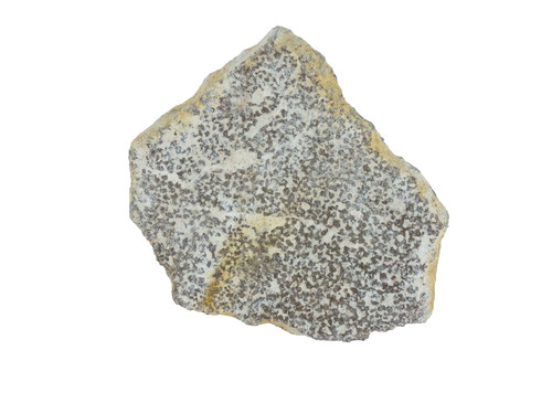Dinosaur egg shell saltasaurus - egg,