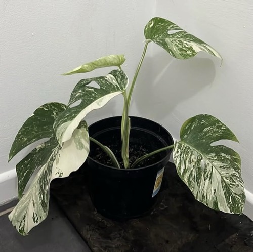 Leaf monstera albo indoor - 5,