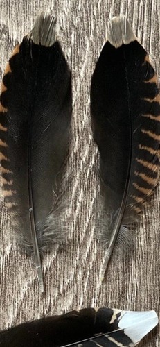 White tipped woodcock tail - tipped,