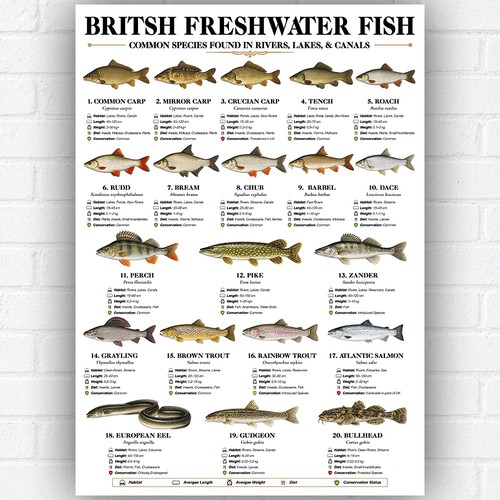 British freshwater fish poster - fish,