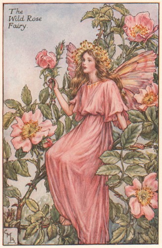 Wild rose fairy cicely mary - rose,